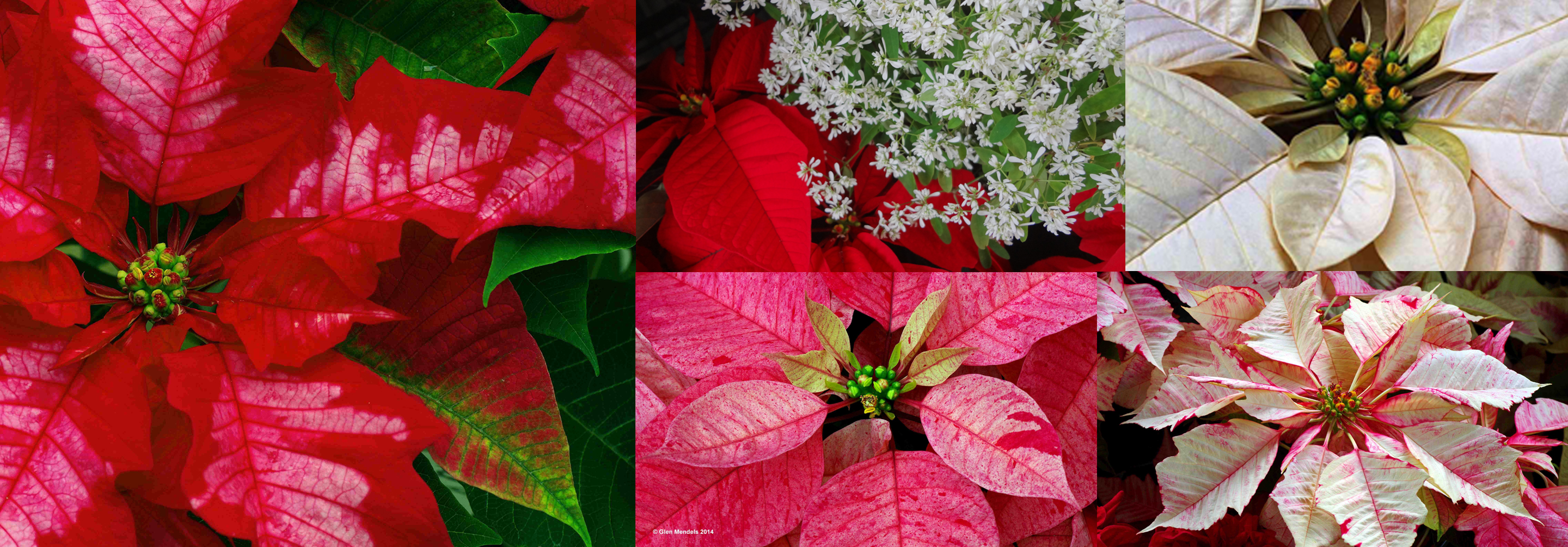 New Poinsettia Displays with Simple Decor